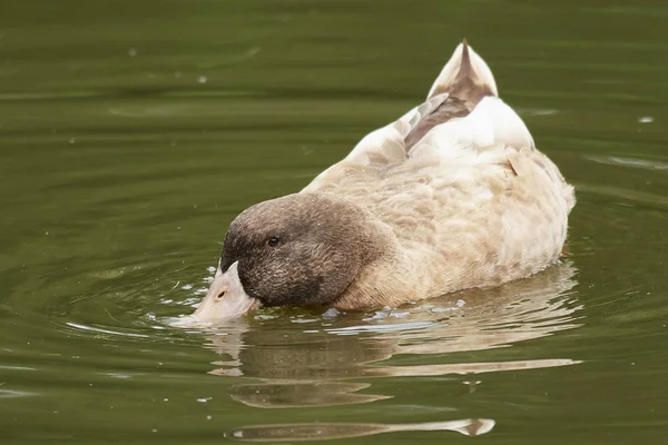 Rare Swedish Yellow Duck Swimming Water — Stock Photo, Image