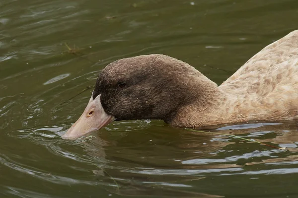 Rare Swedish Yellow Duck Swimming Water — Stock Photo, Image