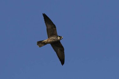 Doğal habitatları Danimarka uçuşta Avrasya hobi