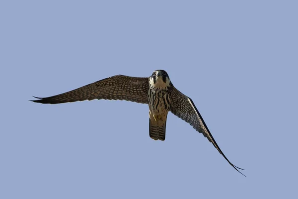 Eurasian Hobby Flight Its Natural Habitat Denmark — Stock Photo, Image