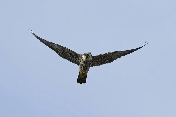 Eurasian Hobby Flight Its Natural Habitat Denmark — Stock Photo, Image