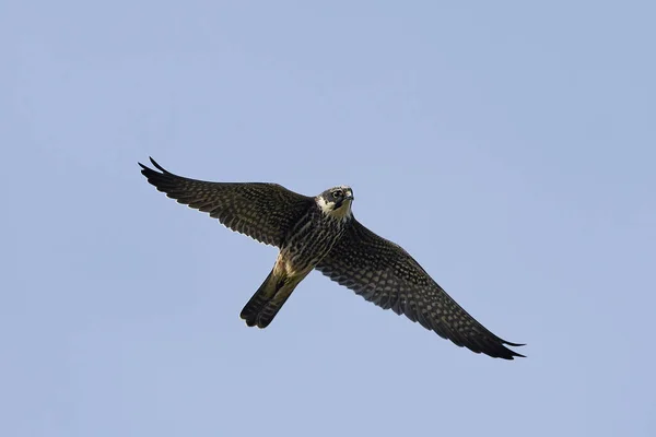 Boomvalk Tijdens Vlucht Zijn Natuurlijke Habitat Denemarken — Stockfoto