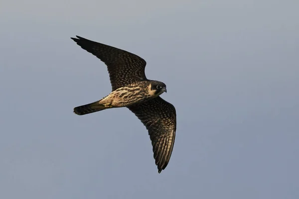 Eurasisches Hobby Flug Seinem Natürlichen Lebensraum Dänemark — Stockfoto