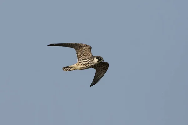 Boomvalk Tijdens Vlucht Zijn Natuurlijke Habitat Denemarken — Stockfoto