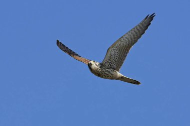 Doğal habitatları Danimarka kerkenez