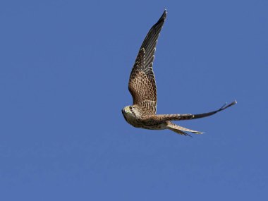 Doğal habitatları Danimarka kerkenez