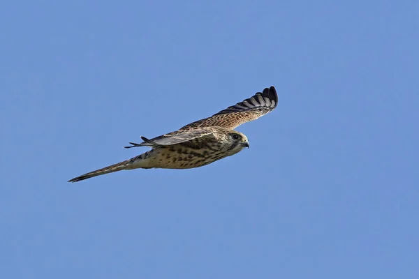 Crécerelle Commun Dans Son Habitat Naturel Danemark — Photo