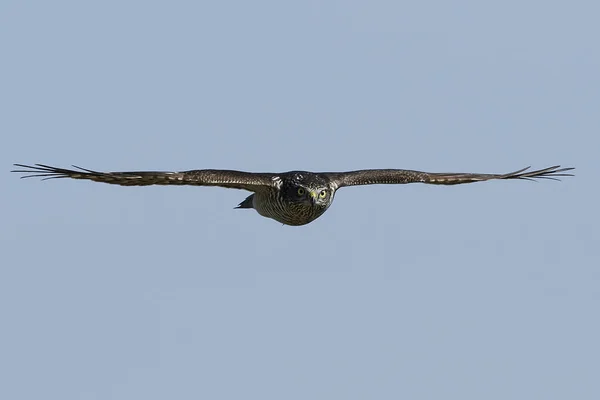 Épervier Eurasie Vol Dans Son Habitat Naturel — Photo