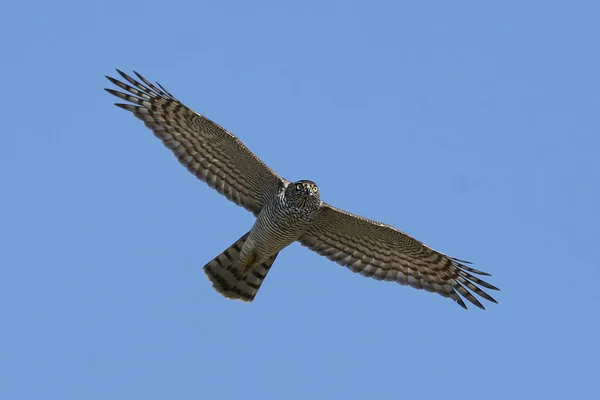 Pardal Eurasiano Voo Seu Habitat Natural — Fotografia de Stock