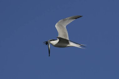 Sandviç kabuğu Danimarka 'daki doğal ortamında.