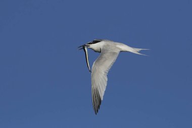 Sandviç kabuğu Danimarka 'daki doğal ortamında.