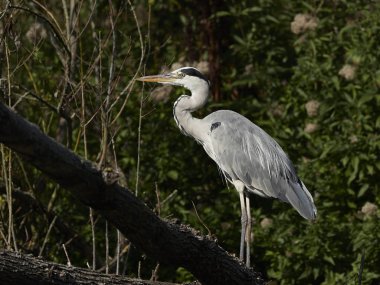 Gri balıkçıl Danimarka 'daki doğal ortamında.