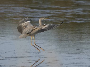 Gri balıkçıl Danimarka 'daki doğal ortamında.
