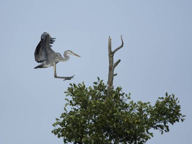 Gri balıkçıl Danimarka 'daki doğal ortamında.