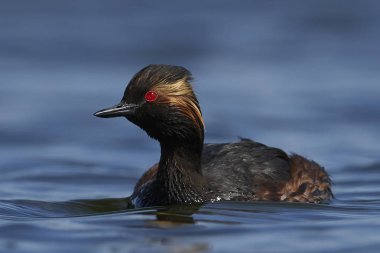 Danimarka 'daki doğal ortamında siyah boyunlu yunus balığı