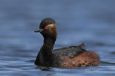 Danimarka 'daki doğal ortamında siyah boyunlu yunus balığı