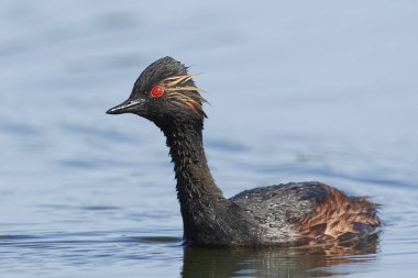Danimarka 'daki doğal ortamında siyah boyunlu yunus balığı