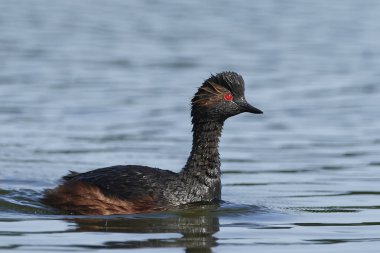 Danimarka 'daki doğal ortamında siyah boyunlu yunus balığı