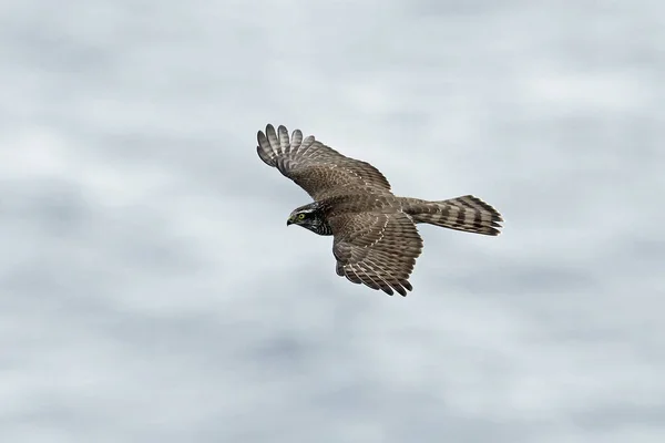 Sperwer Tijdens Vlucht Zijn Natuurlijke Habitat — Stockfoto