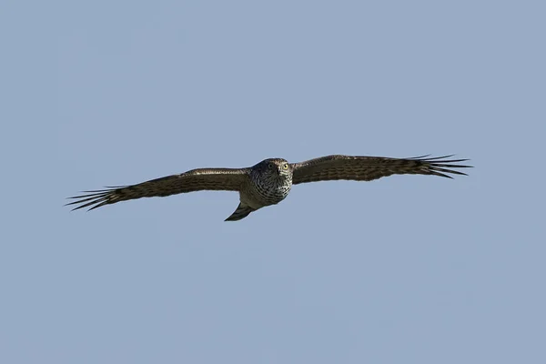 Eurasian Sparrowhawk Flight Its Natural Habitat — Stock Photo, Image