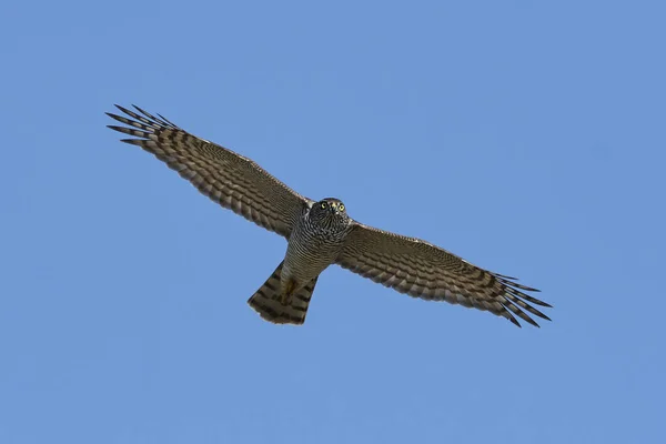 Sperwer Tijdens Vlucht Zijn Natuurlijke Habitat — Stockfoto