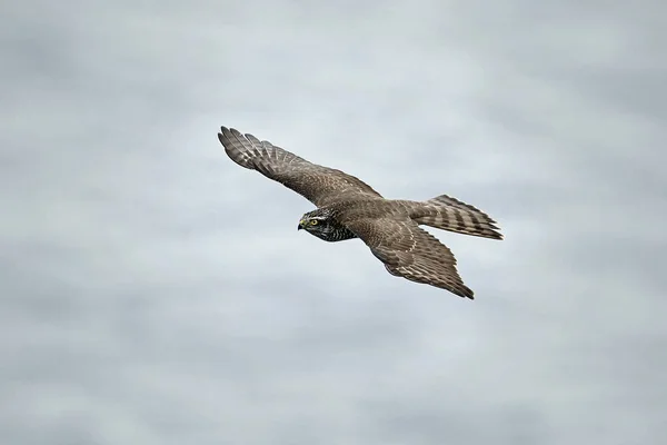 Sperwer Tijdens Vlucht Zijn Natuurlijke Habitat — Stockfoto