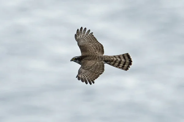 Sperwer Tijdens Vlucht Zijn Natuurlijke Habitat — Stockfoto