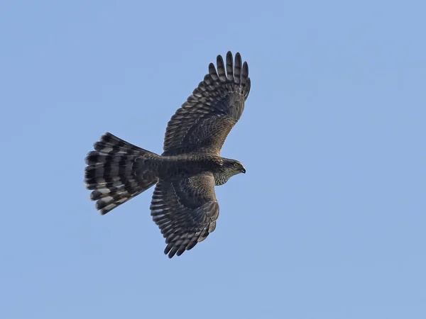 Sparviero Eurasiatico Volo Nel Suo Habitat Naturale — Foto Stock