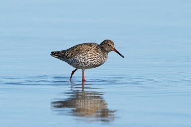 Ortak redshank gıda, yaşam için arıyorsunuz