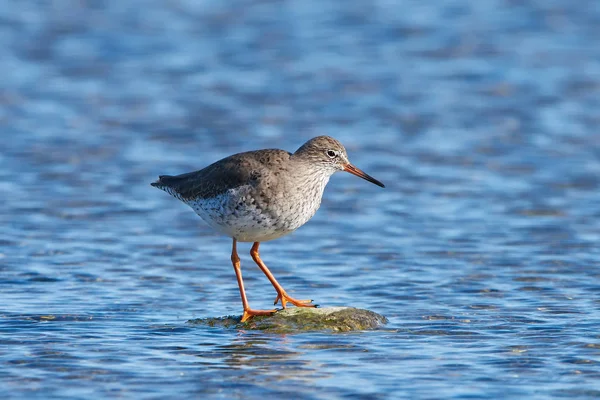 Common Redshank Resting Its Natural Habitat — Stock Photo, Image