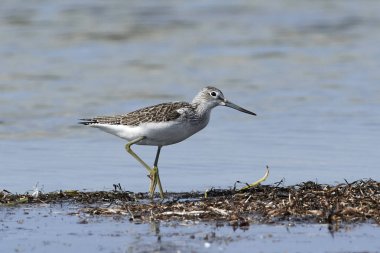 Binturongun doğal yaşam ortamı içinde ortak greenshank