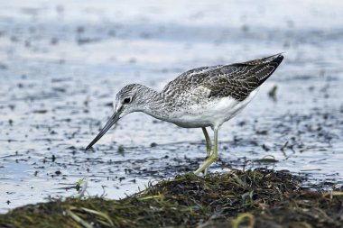 Binturongun doğal yaşam ortamı içinde ortak greenshank