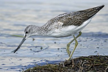 Binturongun doğal yaşam ortamı içinde ortak greenshank
