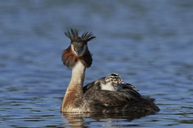 Danimarka 'daki doğal habitatında büyük ibikli yunus balığı
