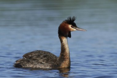 Danimarka 'daki doğal habitatında büyük ibikli yunus balığı