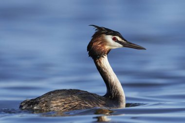 Danimarka 'daki doğal habitatında büyük ibikli yunus balığı