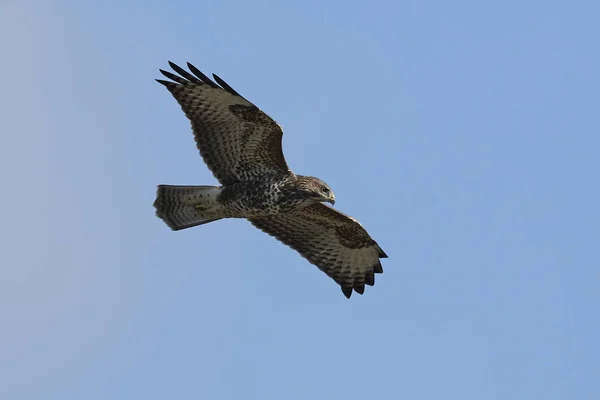 Buzzard Comum Seu Habitat Natural Dinamarca — Fotografia de Stock