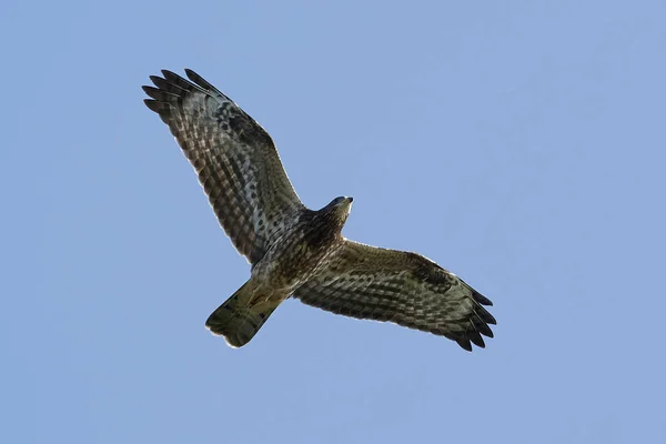 Buzzard Comum Seu Habitat Natural Dinamarca — Fotografia de Stock