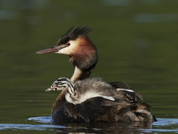 Gran Grebe Cresta Hábitat Natural Dinamarca —  Fotos de Stock