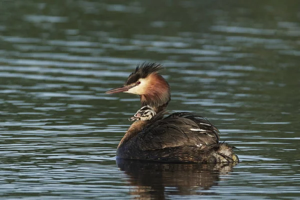 Velký Erb Grebe Svém Přírodním Prostředí Dánsku — Stock fotografie