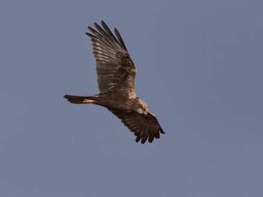 Bataklık bataklığı doğal ortamında uçuyor.