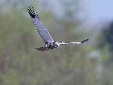 Bataklık bataklığı doğal ortamında uçuyor.