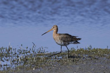 Doğal habitatları Danimarka siyah-kuyruk çulluğu