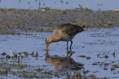 Doğal habitatları Danimarka siyah-kuyruk çulluğu