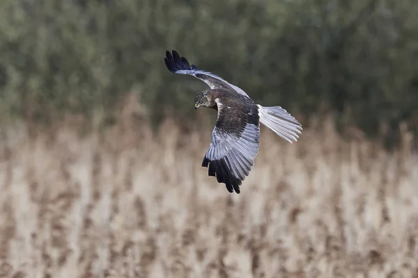 Falena Paludosa Occidentale Volo Nel Suo Habitat Naturale — Foto Stock