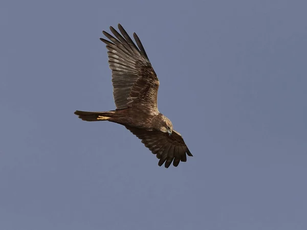 Western Marsh Harrier Flight Its Natural Habitat — Stock Photo, Image