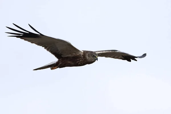 Западный Болотный Лучник Полёте Своей Естественной Среде Обитания — стоковое фото
