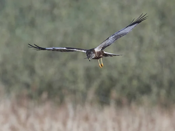 Falena Paludosa Occidentale Volo Nel Suo Habitat Naturale — Foto Stock