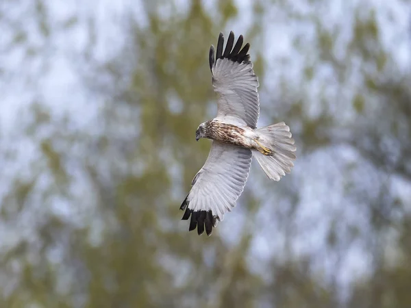 Západní Močálový Harrier Letu Svém Přirozeném Prostředí — Stock fotografie