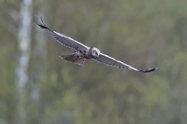 Westerse Bruine Kiekendief Vlucht Zijn Natuurlijke Habitat — Stockfoto